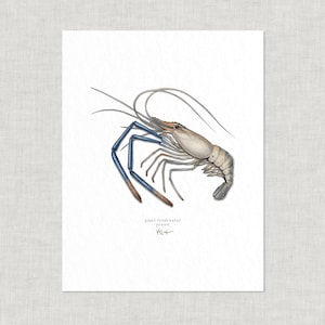 Camarones y langostinos: Impresión artística de 8,5 x 11 / Ilustración en acuarela / Decoración del hogar / Cocina / Culinario / Mariscos / Crustáceos / Langostinos / Roca