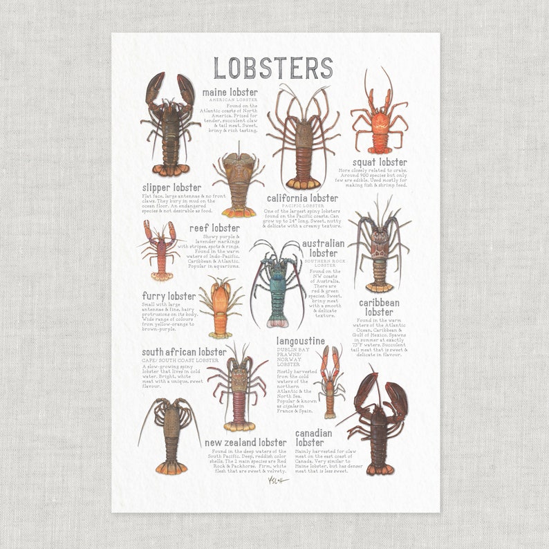 Lobsters: Poster / Seafood / Food / Food & Cooking / Illustrations / Art Print / Home Decor / Culinary / Crustacean / Lobster / Spiny image 1