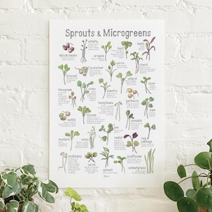 Sprossen & Microgreens: Poster / Lebensmittel / Illustrationen / Kunstdruck / Home Decor / Gemüse / Gesundes Essen / Sprout / Microgreen / Wellness