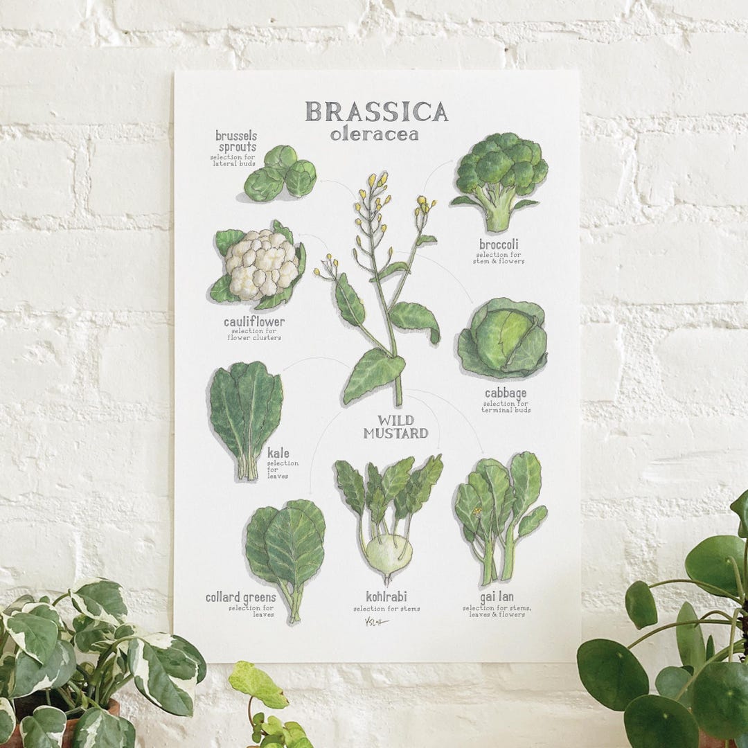 Brassica Oleracea: Poster / Wild Mustard - Etsy