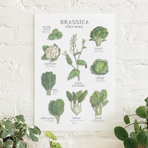 Op de afbeelding: Een botanische illustratieposter met verschillende variëteiten van Brassica oleracea, waaronder broccoli, bloemkool, kool, boerenkool, boerenkool, koolrabi en Chinese kool. De poster is geïllustreerd met handgetekende afbeeldingen van elke groente en bevat de wetenschappelijke naam van elke variëteit.