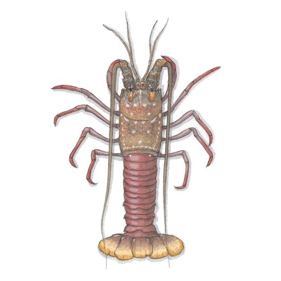 Lobsters: California / Spiny / Lobster / Notecard / Thank You / Message  Card / Illustration / Crustacean / Shellfish / Seafood / Culinary -   Norway
