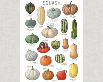 Squash (Winter): Poster / Food / Illustrations / Art Print / Home Decor / Vegetables / Health Food / Culinary / Acorn / Butternut / Pumpkin