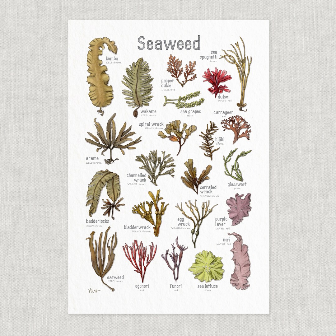 Seaweed Poster / Food / Illustrations / Art Print / Home Decor