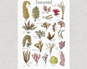 Seegras: Poster / Essen / Illustrationen / Kunstdruck / Wohndekor / Kochen / Seegras / Seegemüse / Seetang / Kombu / Wakame / Nori / Wracks