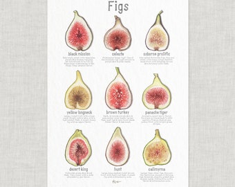 Figs: Poster / Food / Fruit / Illustrations / Art Print / Home Decor / Fig / Black Mission / Brown Turkey / Calimyrna / Celeste / Hunt