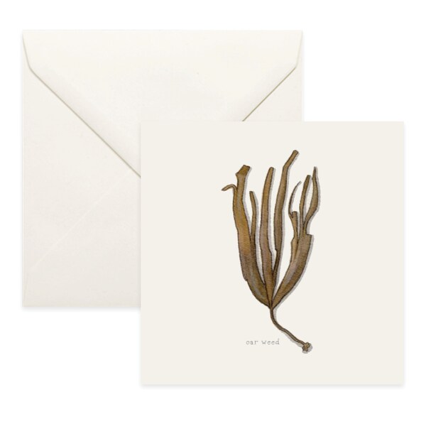 Seaweed: Oarweed / Notecard / Thank You Card / Message Card / Birthday Card / Watercolor Illustration / Sea Vegetables / Oar Weed / Tangle