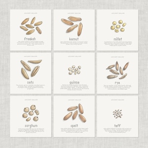 Ancient Grains (2 van 2): Notitiekaart / Bedankkaart / Berichtkaart / Voedselillustratie / Graan / Graan / Koken / Bakken / Culinair
