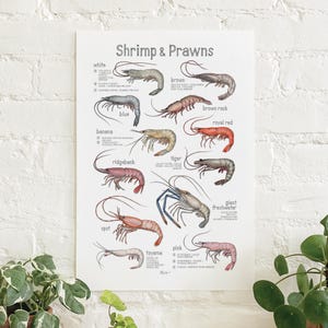 Camarones y langostinos: Póster / Mariscos / Comida / Cocina / Ilustraciones / Láminas artísticas / Decoración del hogar / Culinario / Crustáceos / Langostinos / Blancos / Manchados