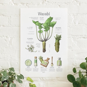 May include: A botanical educational poster titled Wasabi featuring detailed illustrations of the plant, rhizome, and flowers with descriptive text labels. Below, smaller icons depict wasabi mayo, oil, paste on a board, powder, and salt.