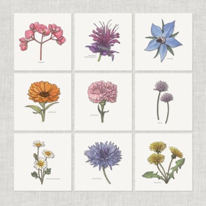 花 (1/3): ノートカード / サンキューカード / メッセージカード / 誕生日 / 水彩画 / 花 / 植物 / ベゴニア / タンポポ / ベルガモット / チャイブ