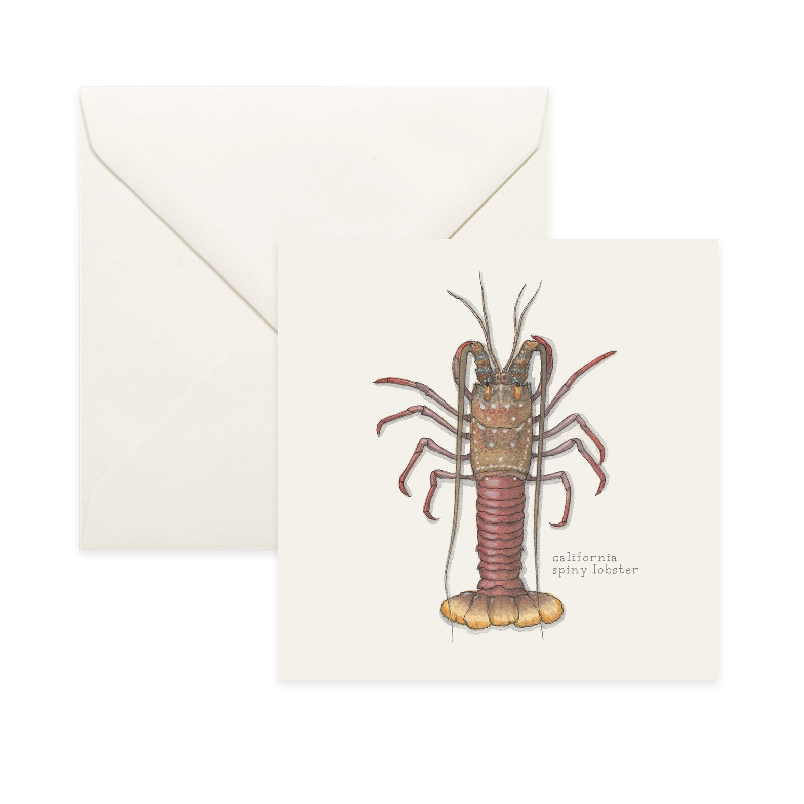 Lobsters California / Spiny / Lobster / Notecard / Thank You Etsy UK