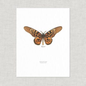 Butterflies & Moths (1 of 3): 8.5 x 11 Art Prints / Watercolor Illustration / Art Print / Home Decor / Butterfly / Moth / Apollo / Morpho