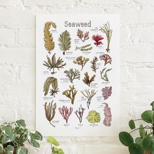 Seaweed: Poster / Food / Illustrationen / Kunstdruck / Home Decor / Kochen / Algen / Meeresgemüse / Kelp / Kombu / Wakame / Nori