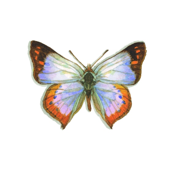 Common Opal Notecard Thank You Card Message Card Birthday Card Nature Illustration Butterfly Insect Insects Butterflies