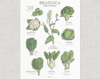 Brassica Oleracea / Poster / Wild Mustard Family / Poster / Food / Vegetables / Illustrations / Art Print / Home Decor