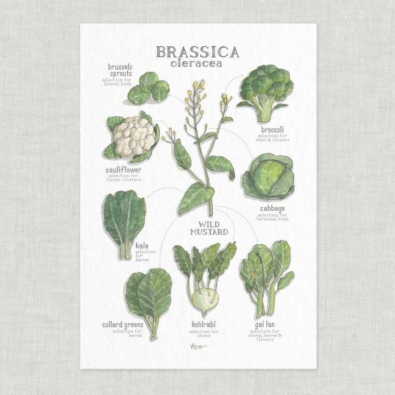 Brassica Oleracea / Poster / Wild Mustard Family / Poster / Food / Vegetables / Illustrations / Art Print / Home Decor image 1