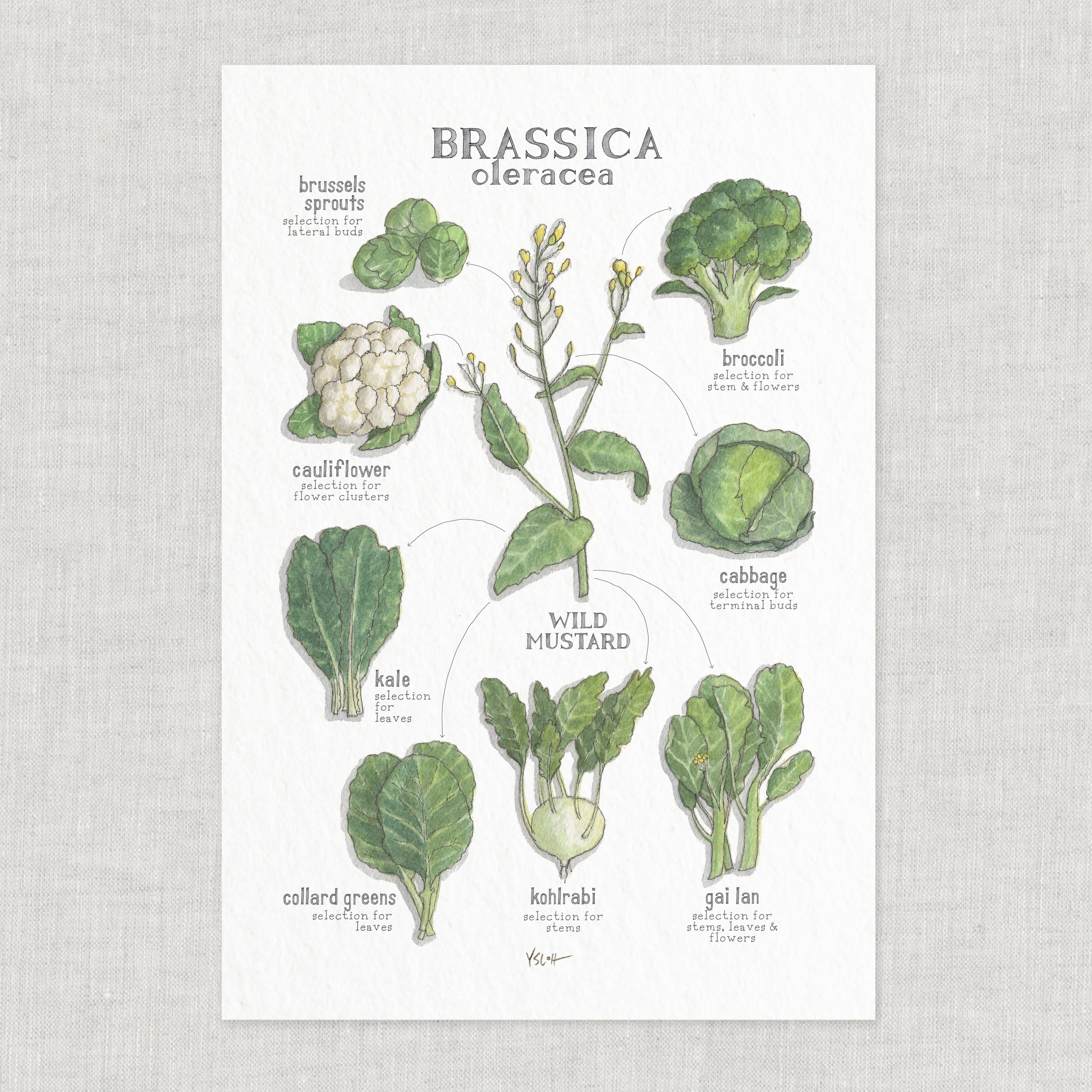 Brassica Oleracea / Poster / Wild Mustard Family / Poster / Etsy