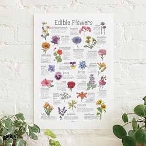 Flores comestibles: póster / comida / ilustraciones / impresión artística / decoración del hogar / flores / pensamientos / violetas / capuchinas / rosas / flores de calabaza