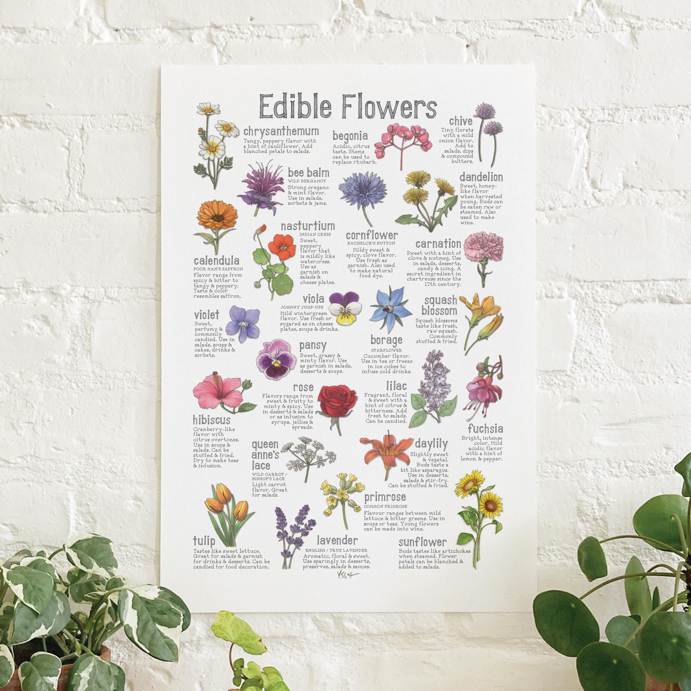 Edible Flowers: Poster / Nature - Etsy