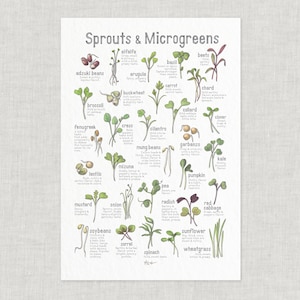 Sprouts & Microgreens: Poster / Food / Illustrations / Art Print / Home Decor / Vegetables / Health Food / Sprout / Microgreen / Wellness