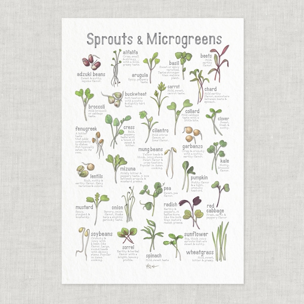 Sprouts & Microgreens: Poster / Food / Illustrations / Art Print / Home Decor / Vegetables / Health Food / Sprout / Microgreen / Wellness