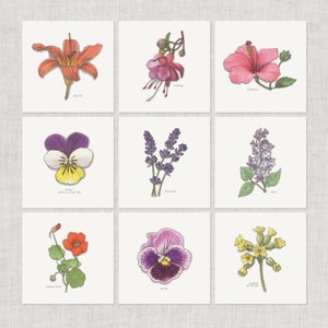 花（3 枚中 2 枚目）： ノートカード / サンキューカード / メッセージカード / 誕生日 / 水彩画 / 花 / 植物 / ベゴニア / パンジー / キンレンカ / ライラック