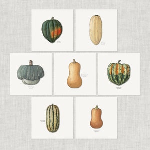 冬カボチャ（1/2）：ノートカード / サンキューカード / メッセージカード / バースデーカード / 水彩イラスト / 野菜 / 料理 / 食品