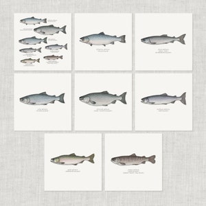 サーモン。種類: ノートカード / サンキューカード / メッセージカード / 食べ物のイラスト / 魚 / シーフード / キングサーモン / チヌークサーモン / 紅鮭 / ピンクサーモン / 大西洋サーモン