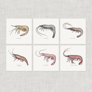 エビ＆プラウン 01: ノートカード / サンキュー / メッセージカード / イラスト / 甲殻類 / 貝類 / シーフード / 料理 / エビ / 岩