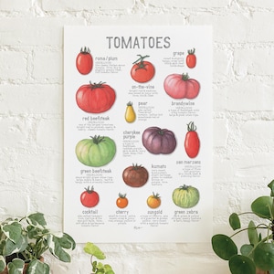 Tomatoes: Poster / Food / Vegetables / Fruit / Illustrations / Art Print / Home Decor / Tomato / Heirloom / Beefsteak / Grape / Plum