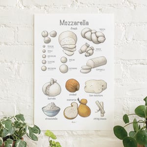 Cheese: Mozzarella / Poster / Food / Illustrations / Art Print / Home Decor / Burrata / Bocconcini / Stracciatella / Treccia / Scamorza