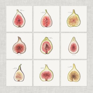 Vijgen: Notitiekaart / Bedankkaart / Berichtkaart / Liefde / Voedselillustratie / Groenten / Fruit / Vijg / Missie / Bruine kalkoen / Calimyrna