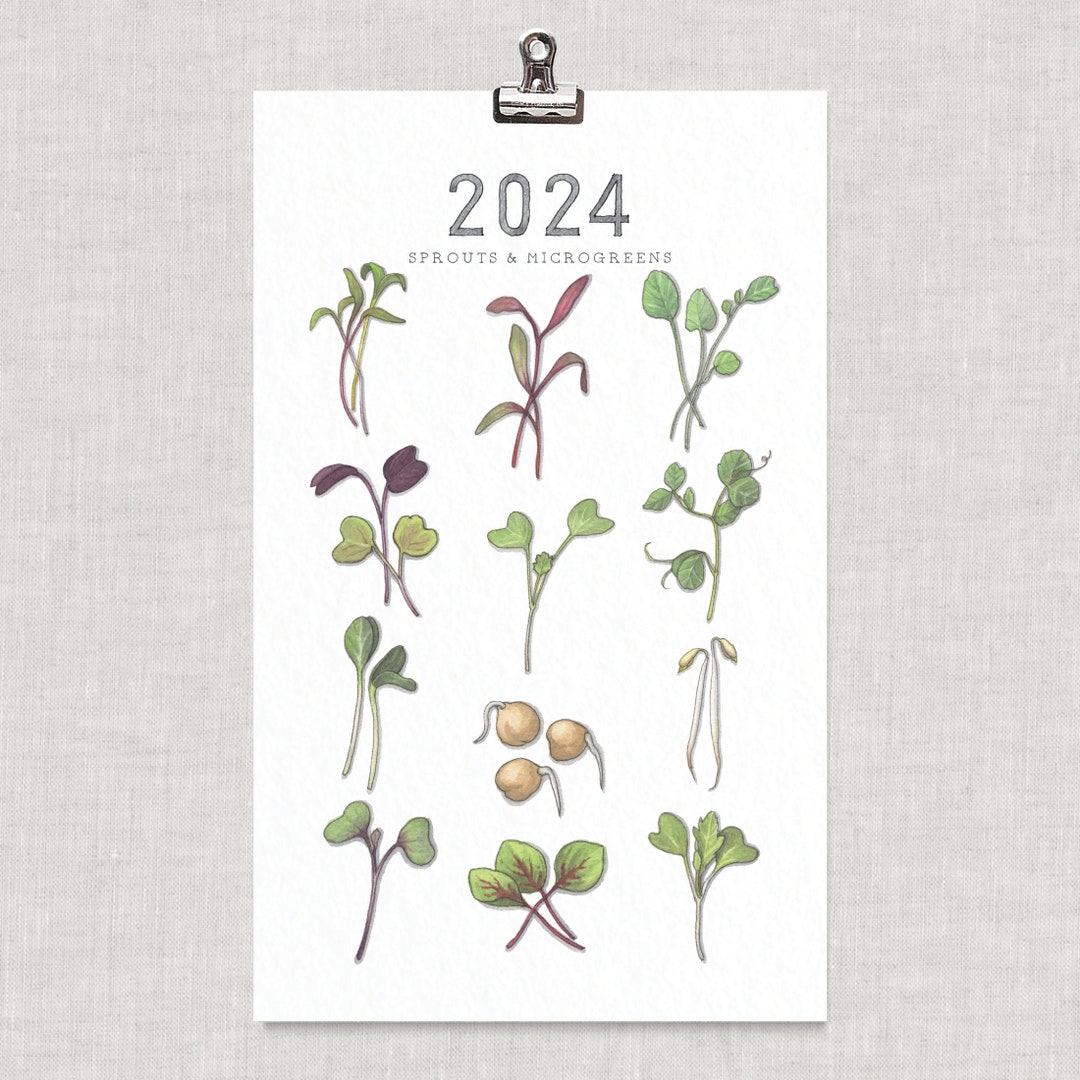 2024 Calendar Sprouts & Microgreens / Food / Illustrations / Art Print / Home Decor