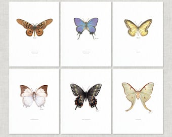 Butterflies & Moths: 2 of 5 / 8.5 x 11 Art Prints / Watercolor Illustration / Art Print / Home Decor / Butterfly / Moth / Swallowtail / Luna