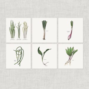 Alliums (1 z 2): Notatka / Karta z podziękowaniami / Karta z wiadomością / Karta urodzinowa / Halloween / Ilustracja akwarelowa / Czosnek / Cebula / Szczypiorek