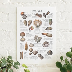 Op de afbeelding: Geïllustreerde poster met een verscheidenheid aan tweekleppige schelpdieren, waaronder oesters, mosselen, kokkels en schelpen. Elke soort is gelabeld met zijn algemene naam en een korte beschrijving van zijn kenmerken en habitat.