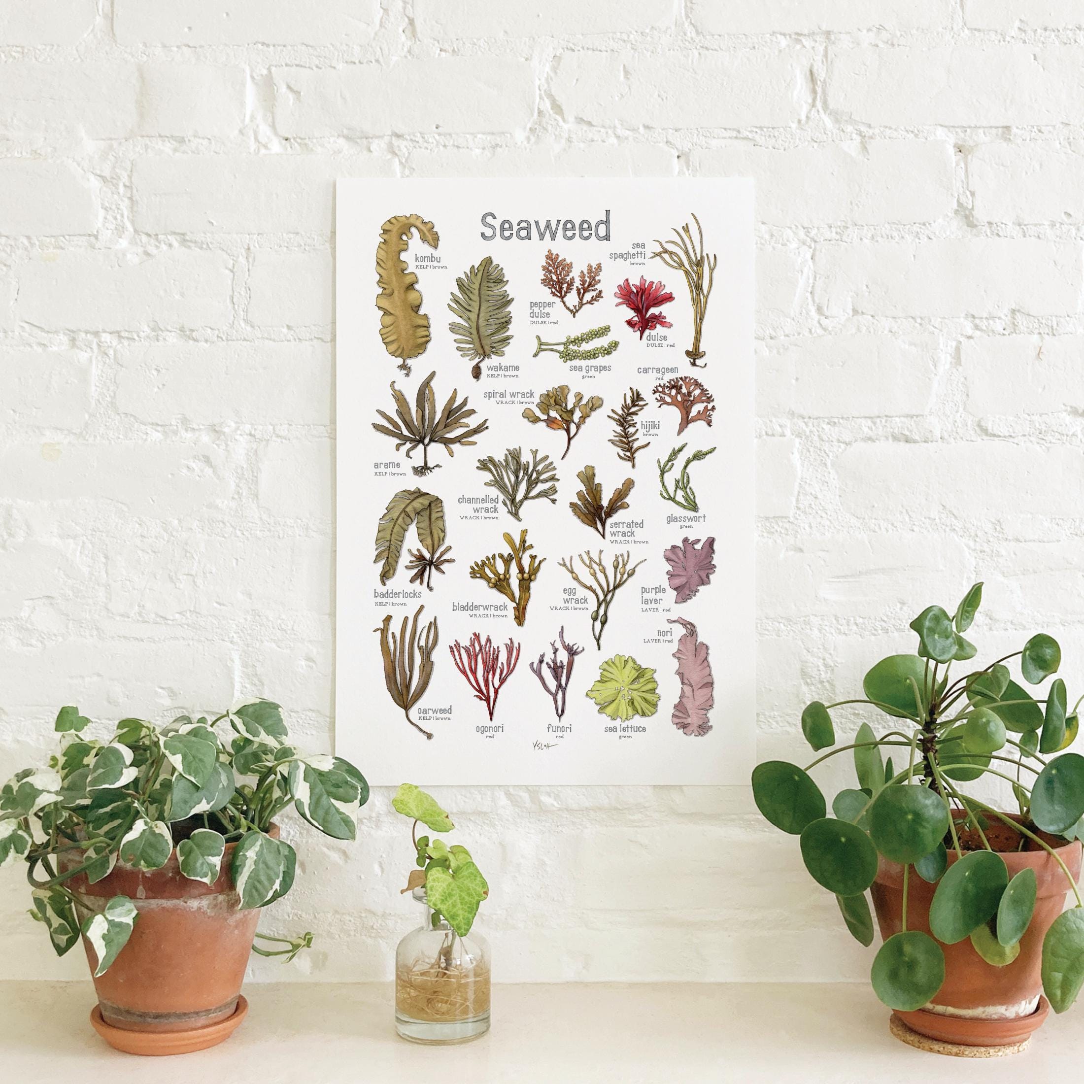 Seaweed: Poster / Sea Vegetables - Etsy