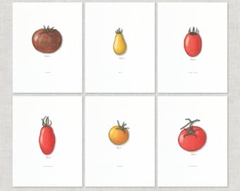 Tomatoes 3 of 3: 8.5 x 11 Art Print / Watercolor Illustration /  Home Decor / Vegetables / Tomato / Beefsteak / Heirloom / Vine / Culinary