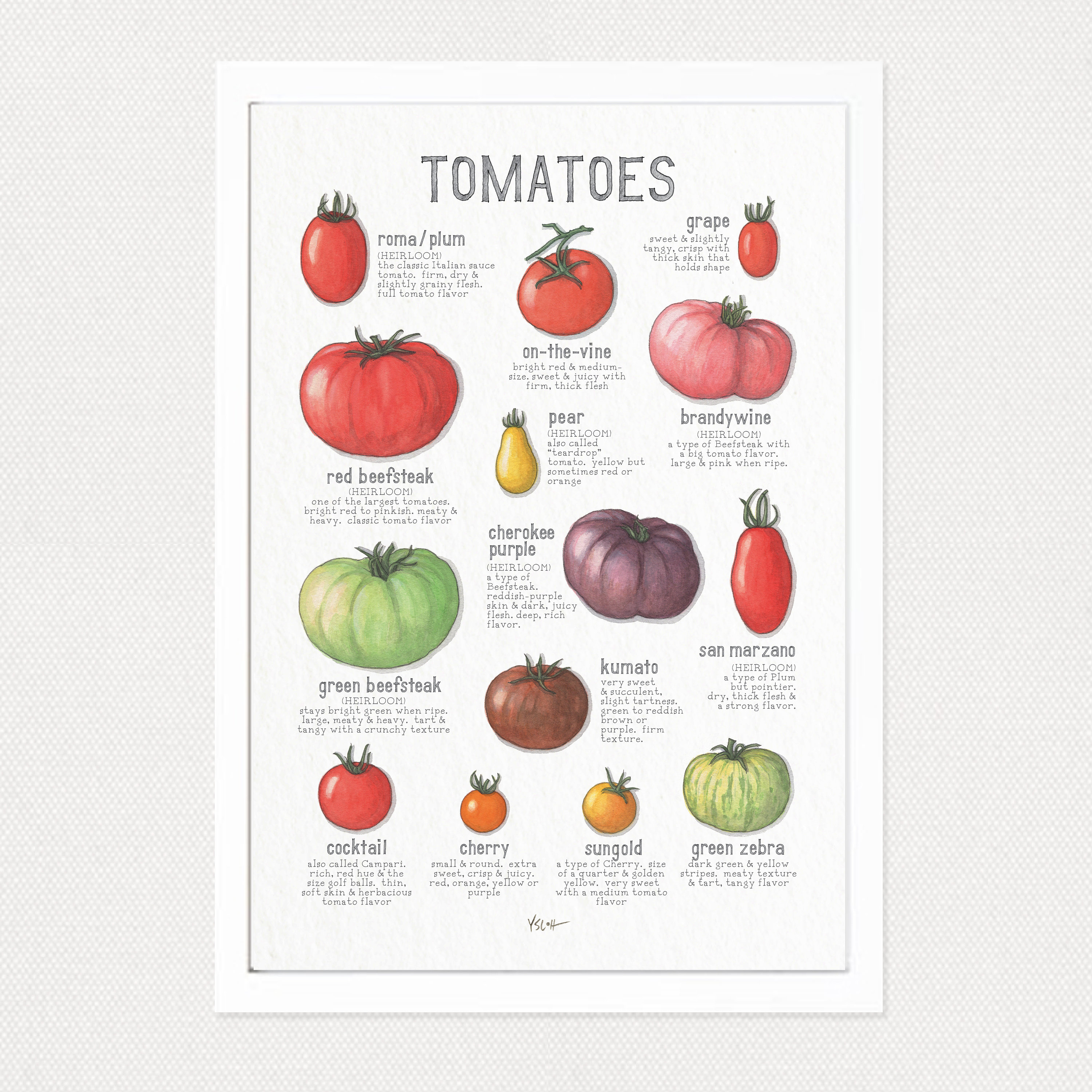 Tomatoes / Poster / Food / Vegetables / Fruit / Illustrations 