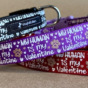 My Human Is My Valentine Small Dog Collar