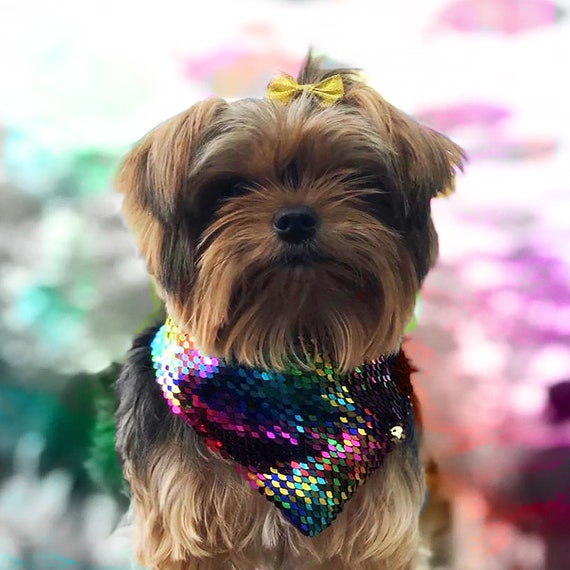 sequin pet