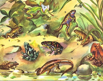 Digital amphibians Vintage French Encyclopedia Quillet on which the former name Batrachians is used. Shows amphibians on land and water.