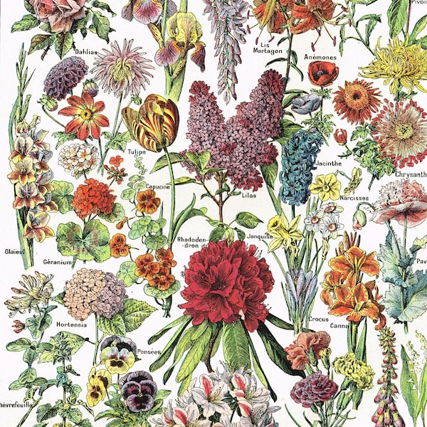 Digital download Garden flowers, Vintage Larousse Encyclopedia poster showing a range of flowers  found in a garden, original Larousse page