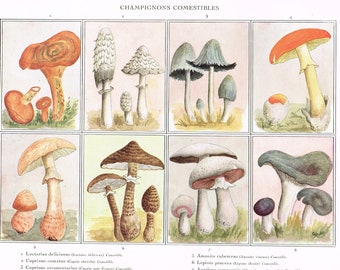 Digital Mushrooms Chart in Color -1920s Franse Encyclopedie Larousse poster erkenning muur grafiek educatieve hulp cursuswerk illustratie-