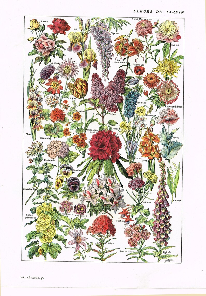 Digital Download Garden Flowers Vintage Larousse Encyclopedia Etsy