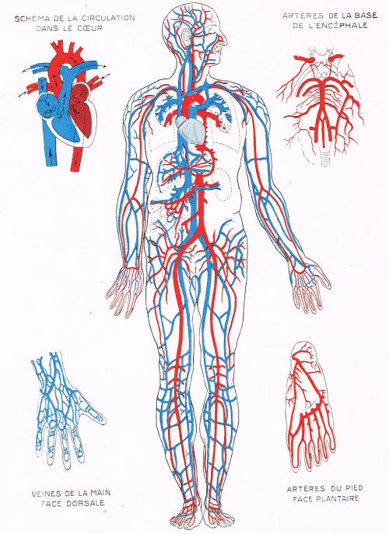 Human Body Circulation Diagram In Color 1920s French