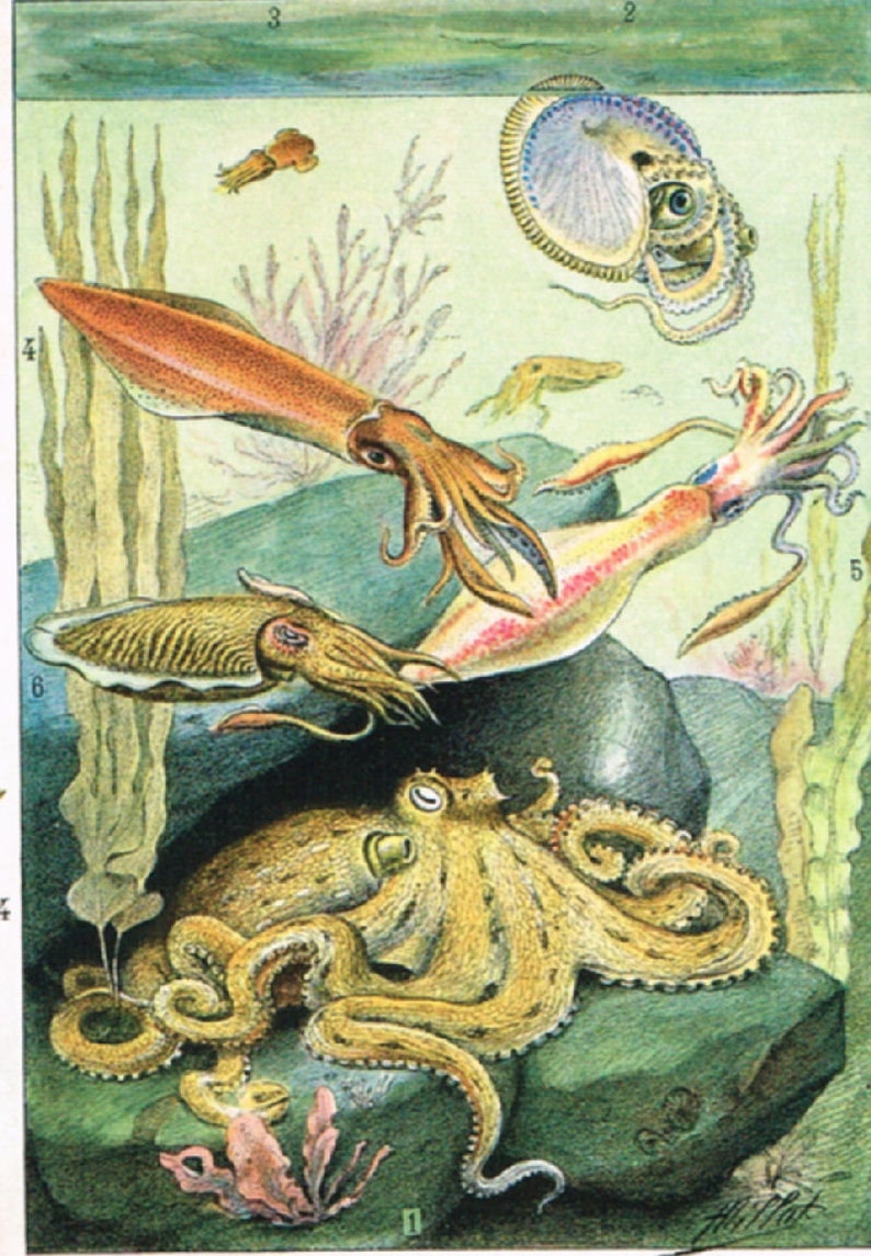 Molluscs Shell fish in full colour 1930s French Encyclopedia Etsy