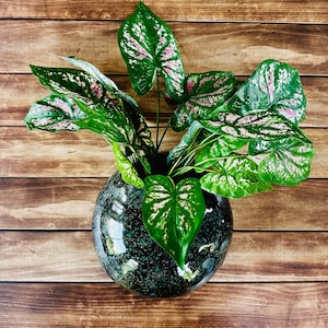 May include: A decorative arrangement featuring a vibrant green plant with pink and white accents in a speckled, dark green, round vase. The plant's large, heart-shaped leaves create a striking contrast against the vase. The background is a wooden surface.