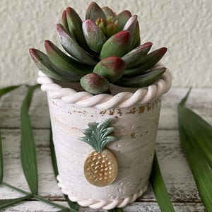 May include: A succulent plant with thick, dark green leaves tipped in deep red, potted in a white ceramic planter. The planter features a textured surface with gold accents, a rope-style rim, and a raised, metallic-toned pineapple emblem.